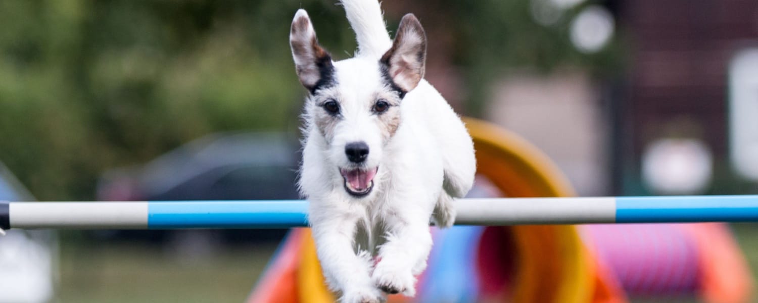 Dog Agility Training Glen Ellyn IL