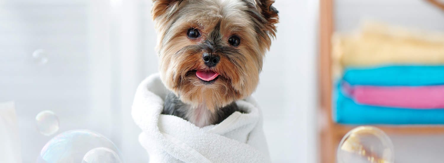 Dog Grooming Near Me Glen Ellyn IL