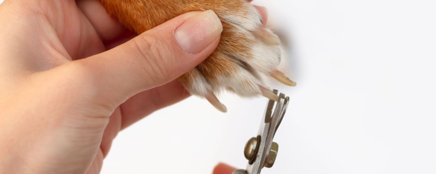 Dog Nail Trimming Glen Ellyn IL 