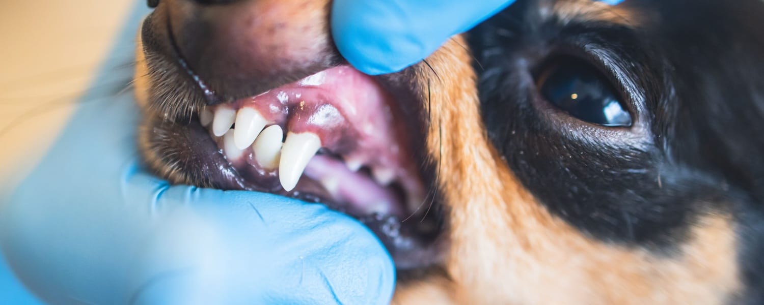 Dog Teeth Cleaning Glen Ellyn IL