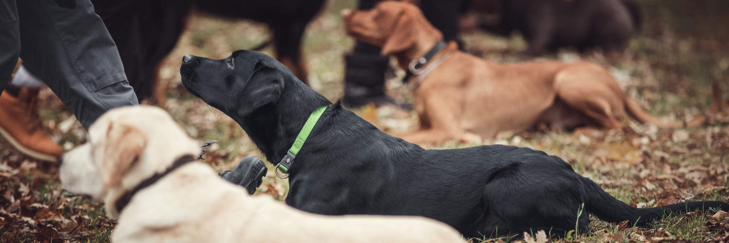 Group Obedience Training Classes