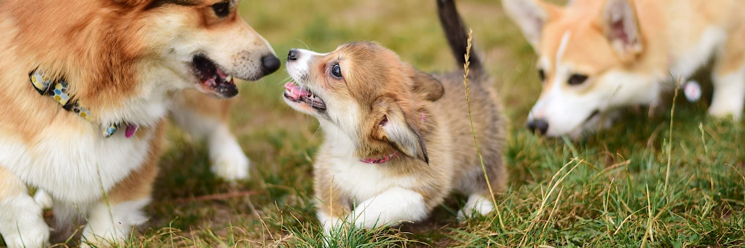  Puppy Socialization Classes 