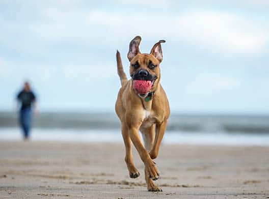 WOOFBEACH COVE Dog Training Glen Ellyn, il WOOFBEACH COVE ILLINOIS