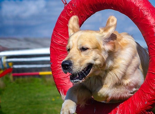 WOOFBEACH COVE Dog Training Glen Ellyn, il