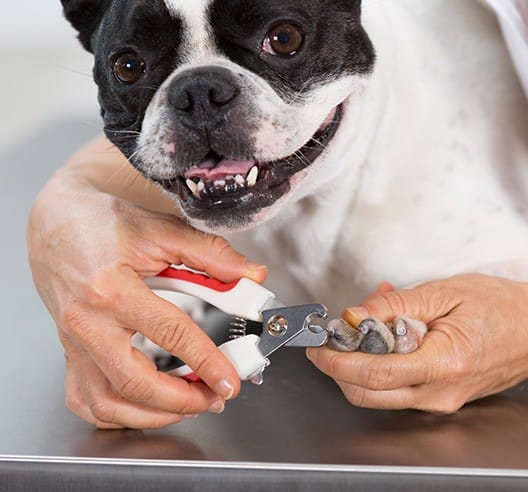 glen ellyn dog grooming nail clipping