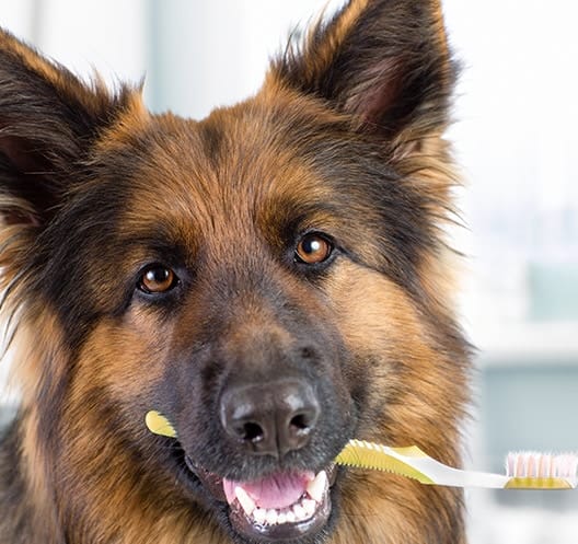 woofbeach cove dog teeth brushing glen ellyn, il