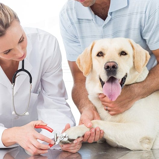 woofbeach nail trimming glen ellyn, il